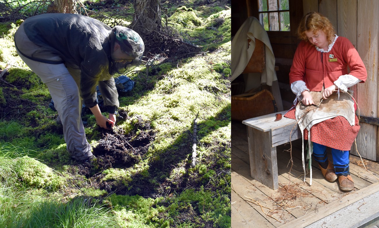 One person pulling root from a bog and one person scraping bark from root.