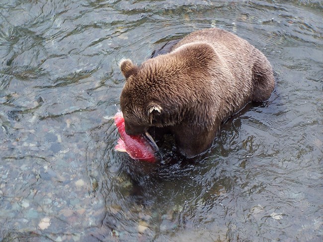 A brown bear eating a red salmon in a river.