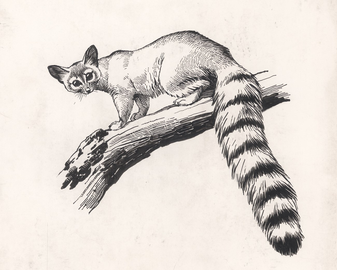 Pen-and-ink drawing of a ringtail on a tree branch
