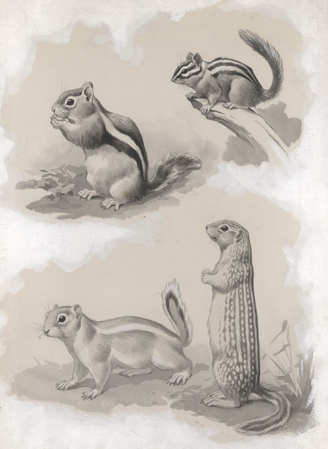 Drawing of three ground squirrels and a chipmunk
