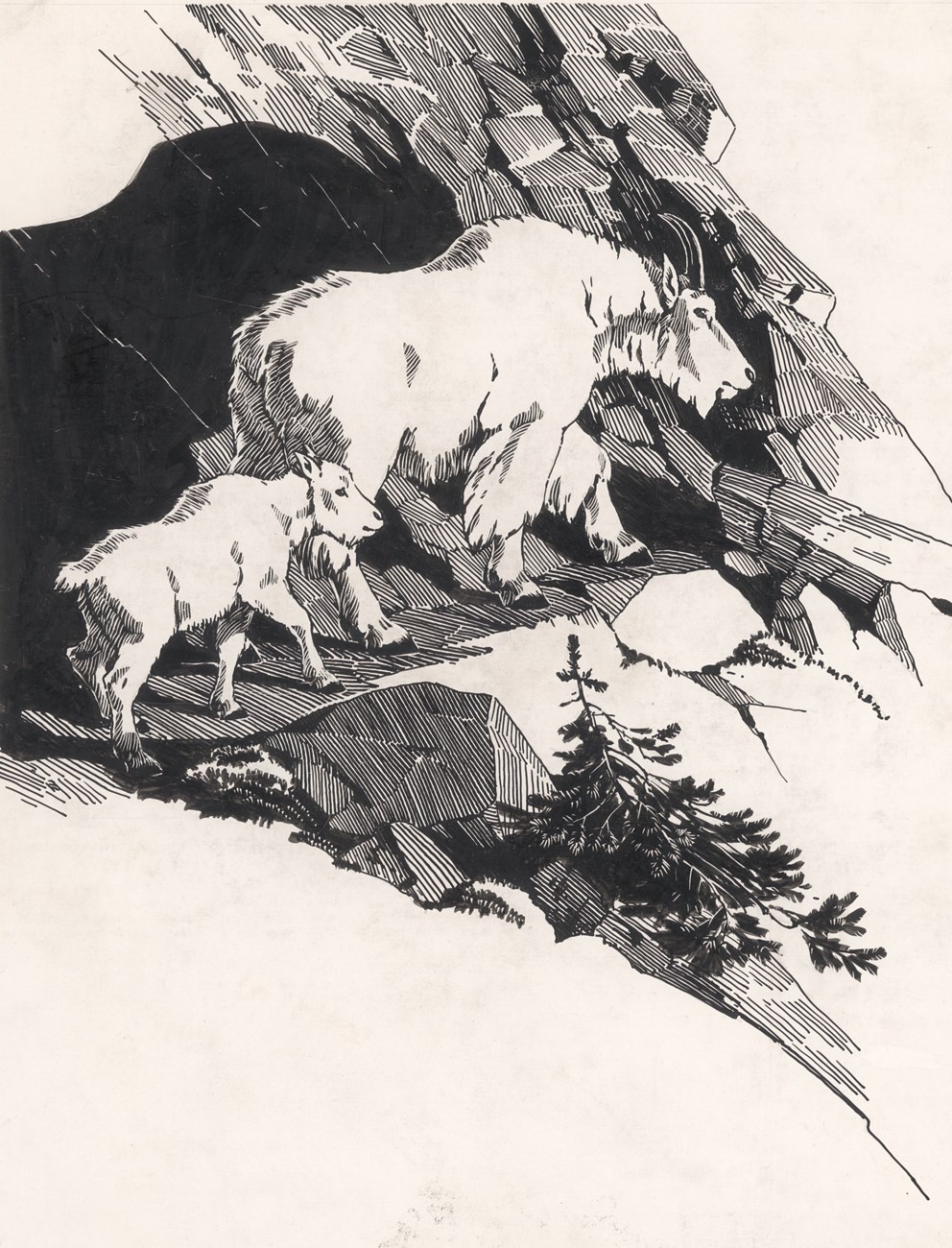 Pen-and-ink drawing of a mountain goat and kid walking up a mountain