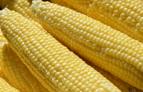 Yellow corn still on the cob