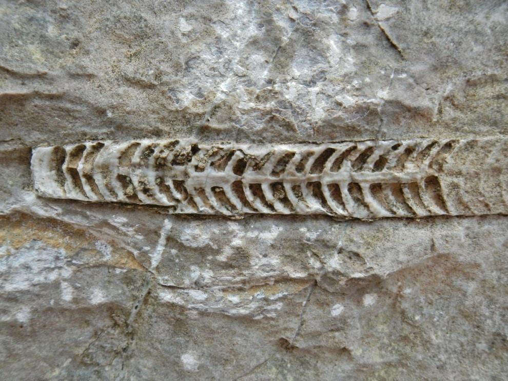 Photo of a segmented fossil.