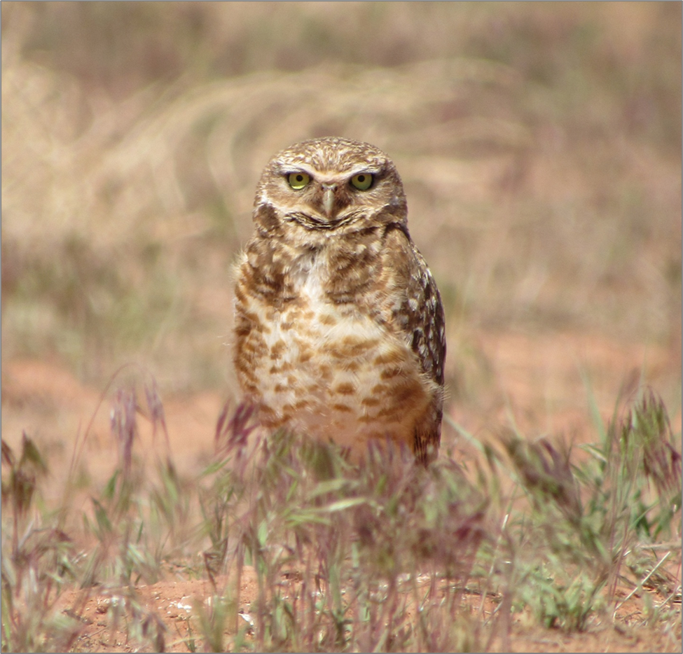 Burrowing owl with mottled brown and white plumage standing upright and alert in sparse desert grass.