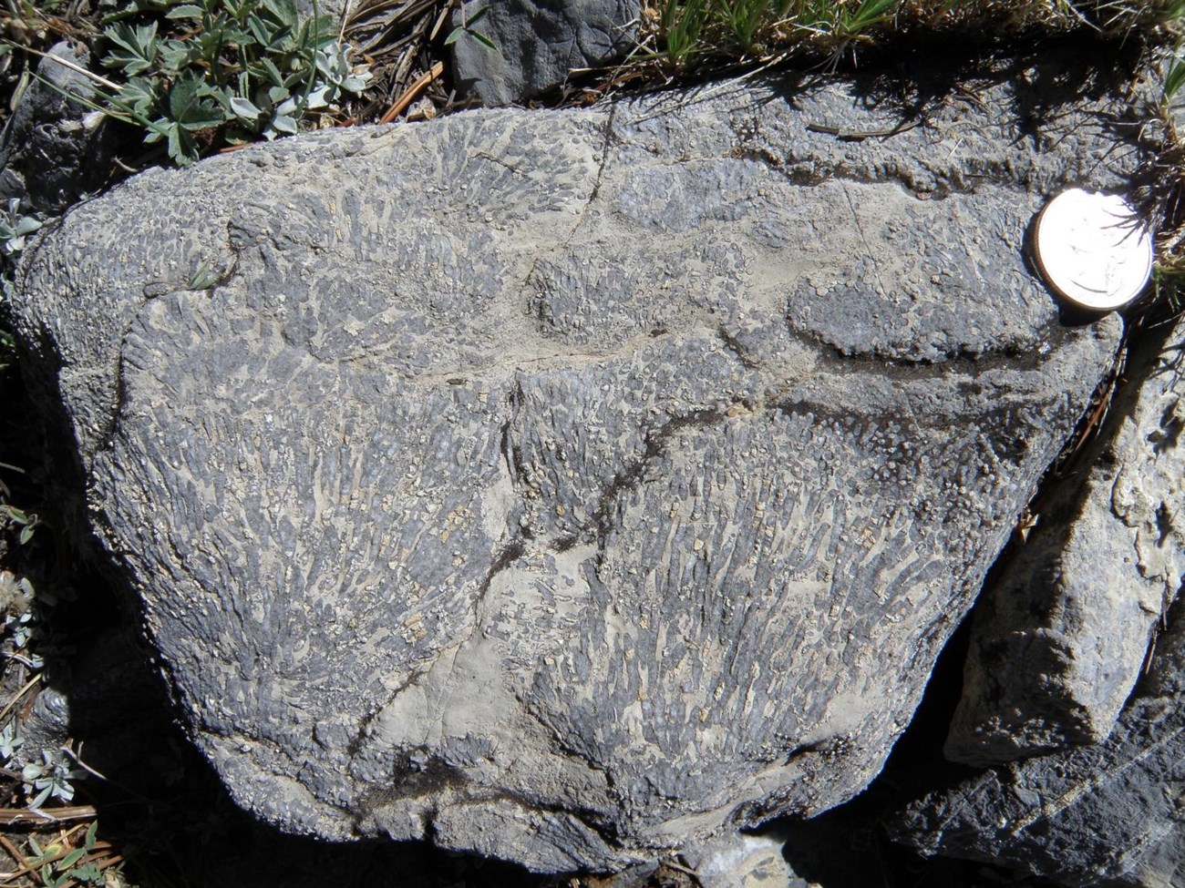 Photo of a large rock with fossils.