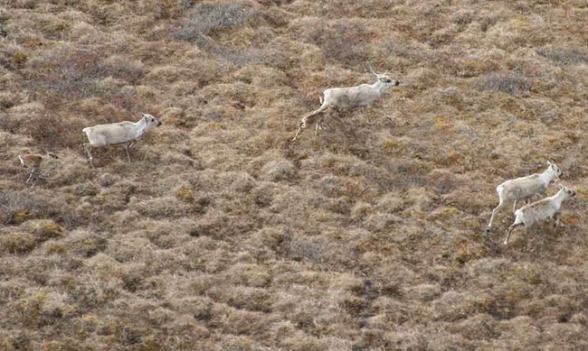 Caribou calves run in the tundra with their new calves.