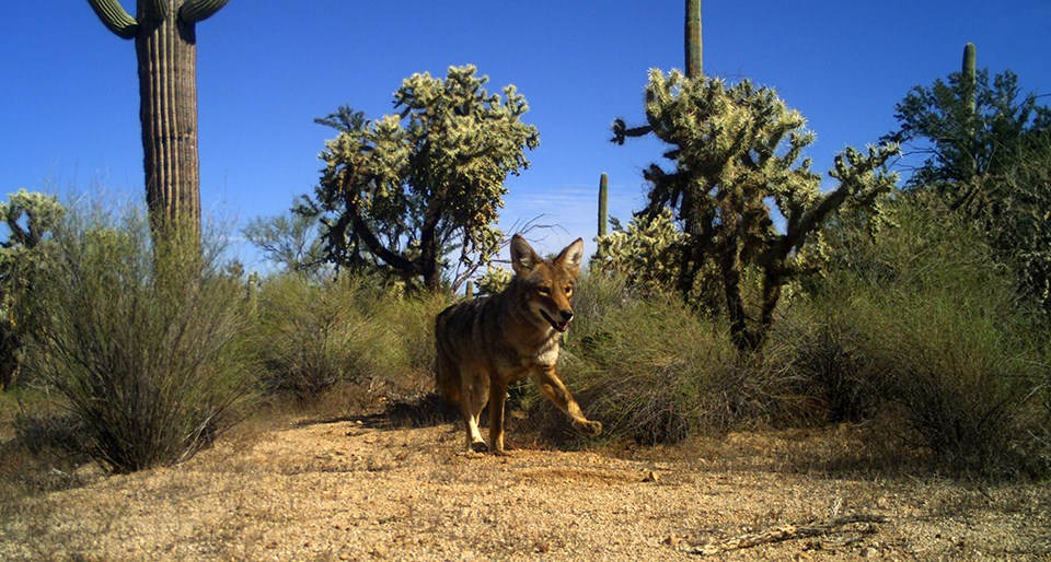 A brown and gray coyote walking through a desert with cacti and shrubs. The remote camera caught the coyote mid-walk with its left front leg in the air.