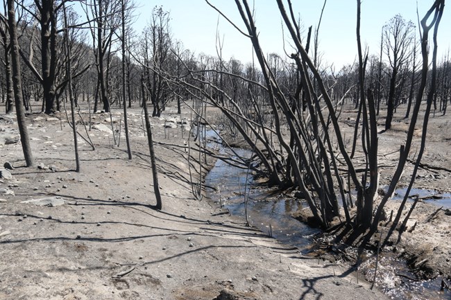 Burned trees and ground around Strawberry Creek.