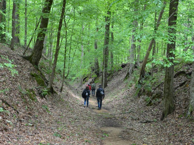 Hikers walk along a deeply depressed trail in a forest.