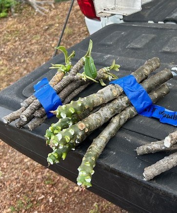 Bundles of stems sitting on tailgate of truck