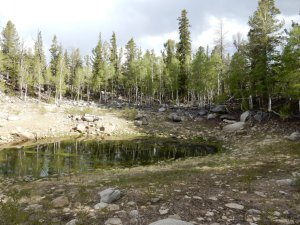 A stagnant lake surrounded by conifers.