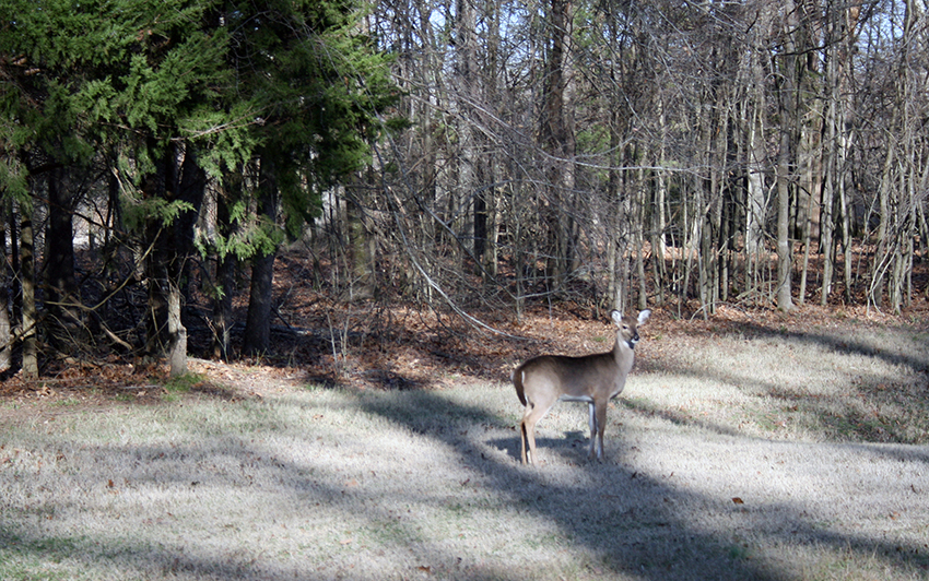 A single deer looking at the camera on hte edge of a forest.
