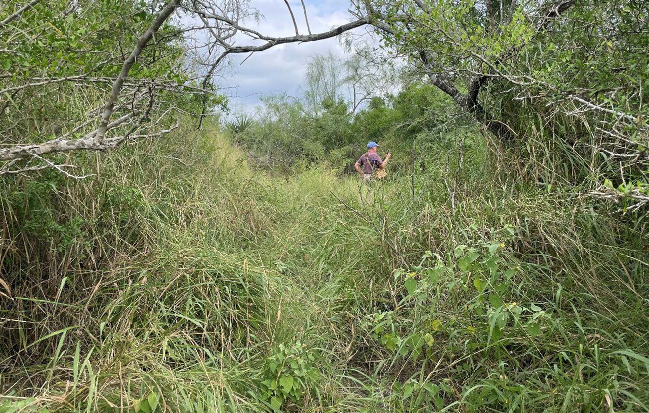 Guinea grass grows waist-high in a clearing