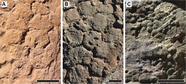 dinosaur skin impressions 3