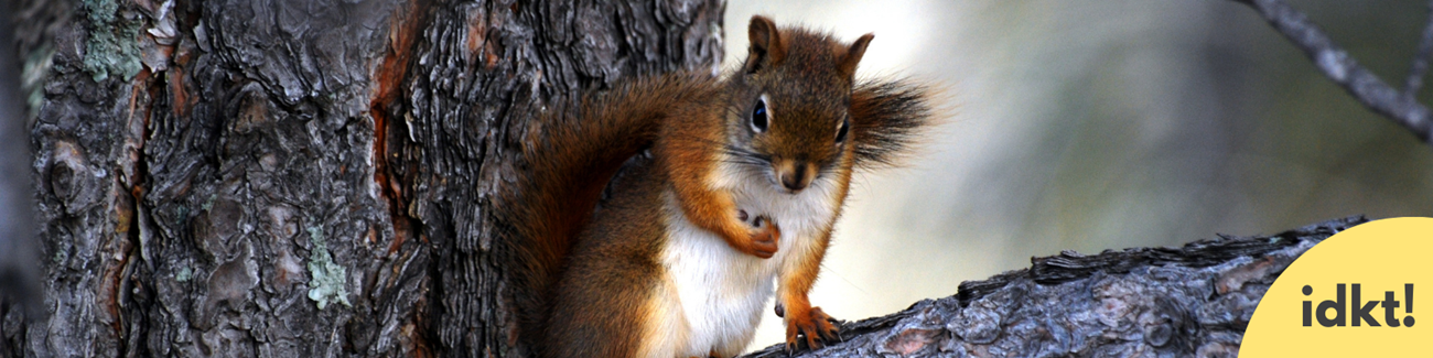 a squirrel on a branch in a tree