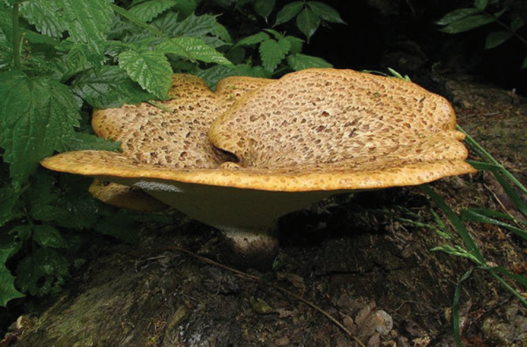A mushroom-shaped fungus grows out of woody debris.