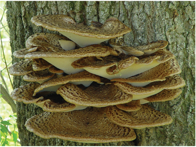 Mushroom-shaped fungus with brown tops and white undersides grows out of a tree trunk.