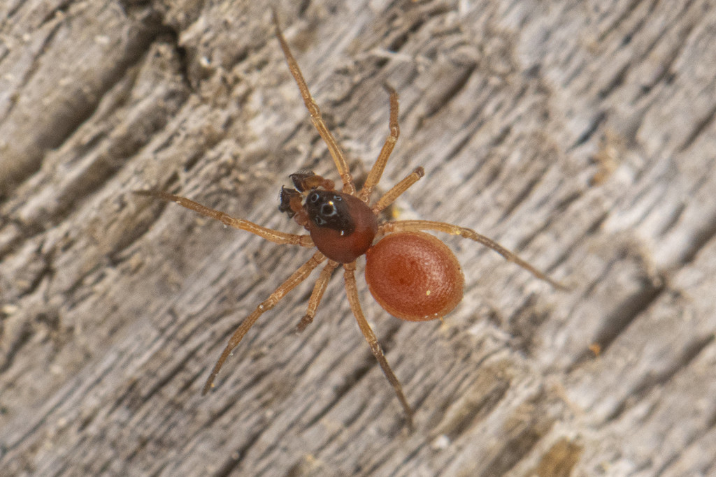 a tiny, light brown spider