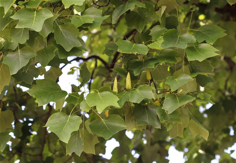 large broad leaves with pointed lobes and a v-shaped notch at the top
