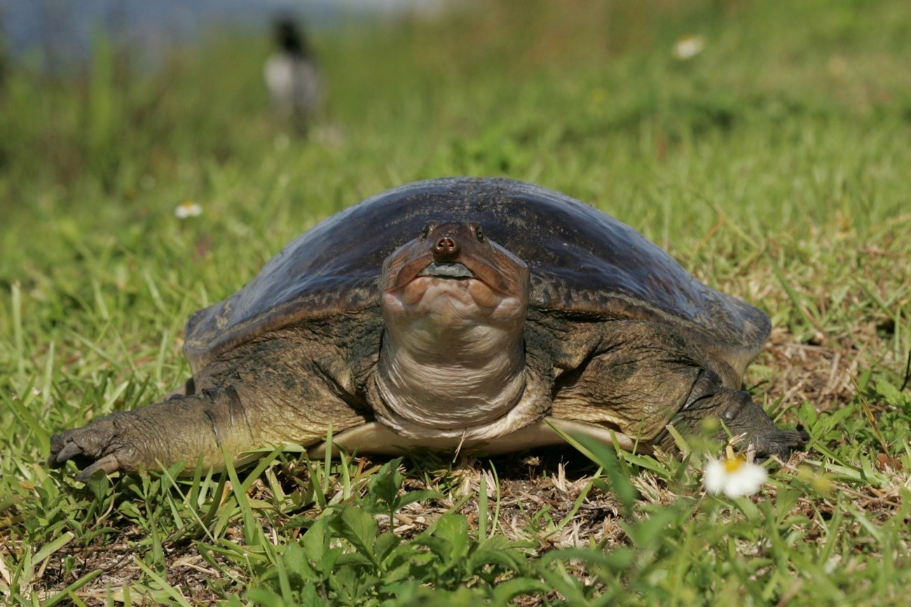 Head-on view of a large turtle in the grass, with small eyes close together at the top of its head and a pointy snout.