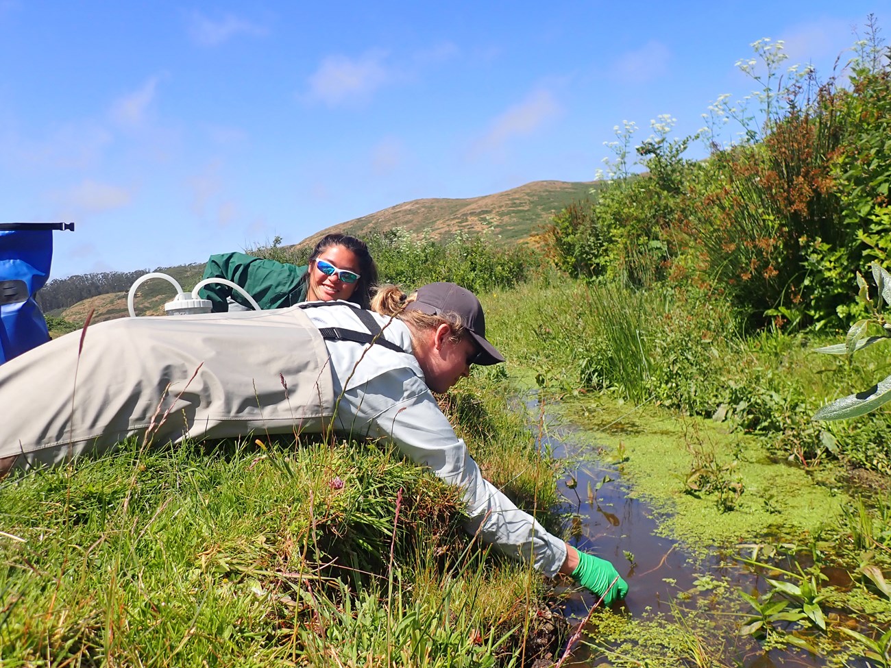 Maya and Tim lie on their stomachs beside a stream on a beautiful sunny day. Tim, wearing rubber gloves, reaches down to collect a water sample.