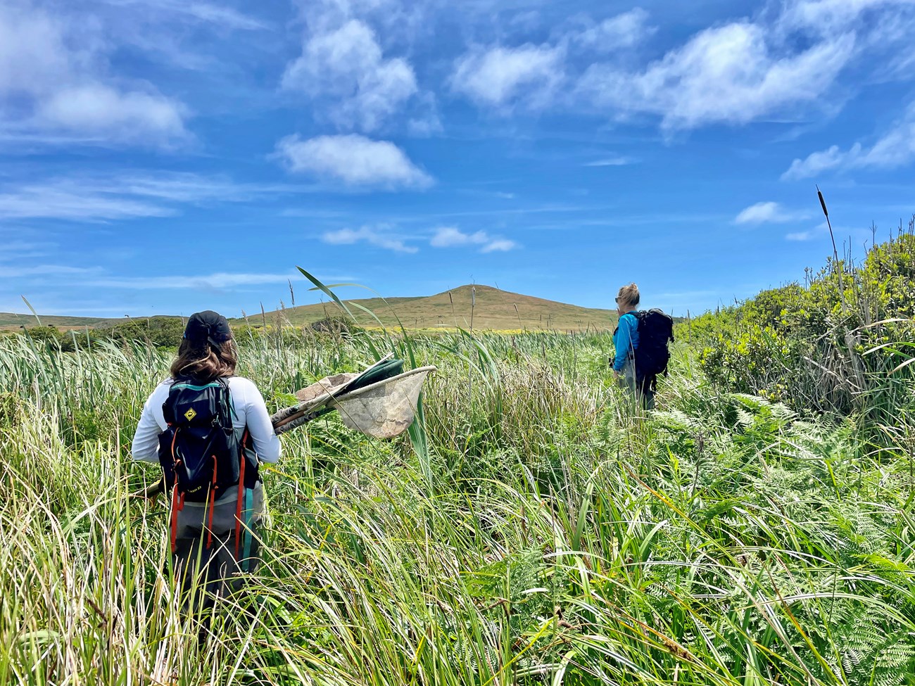 Two people with backpacks and fishing nets stand among tall wetland vegetation, scanning the area.