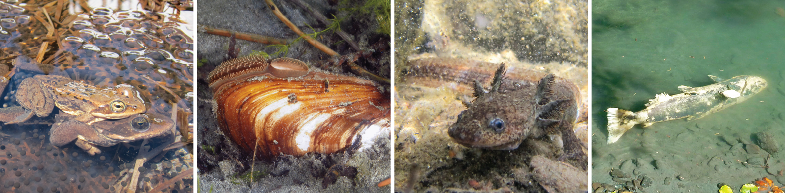 Four photos: (1) Two frogs mating surrounded by eggs, (2) a shellfish with soft body structures extending from the shell, (3) a salamander larva with feathery gills, (4) a fish carcass upside-down in the water.