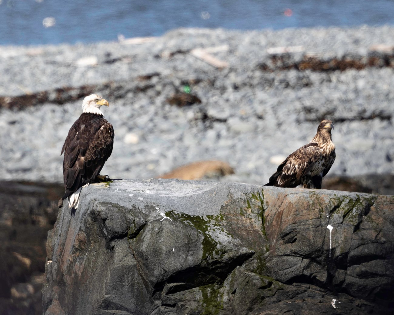 Juvenile and Adult Bald Eagle Perched on a rockface.