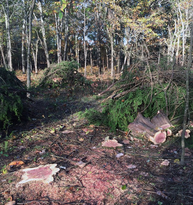 Chunks of sawn tree trunk and piles of cut tree branches in the forest