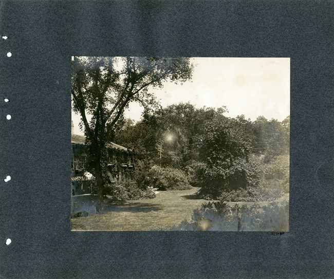 Large tree towers over home, and other shrubs on a grassy open lawn