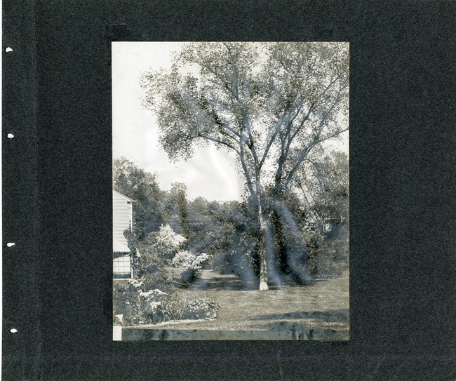 Large tree on open grassy lawn towers over nearby building and all other trees and shrubs