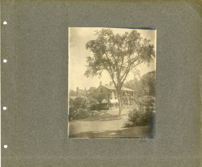 Tree with branches spreading out at top towers over home and all other nearby trees