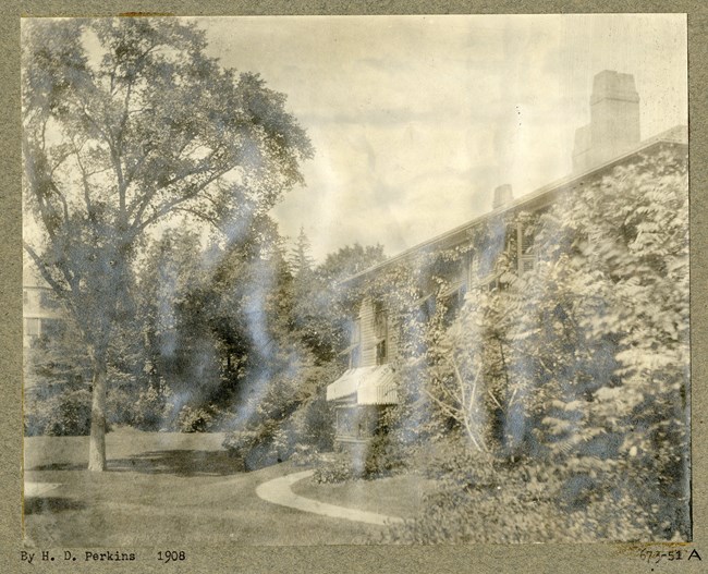 Tree towers over house it is next to