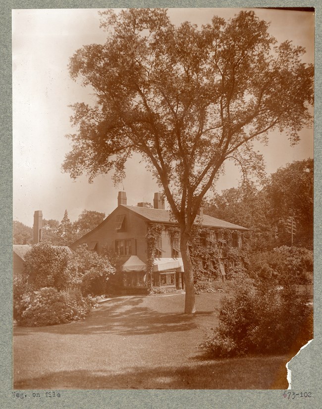 Large tree towers over home on lawn