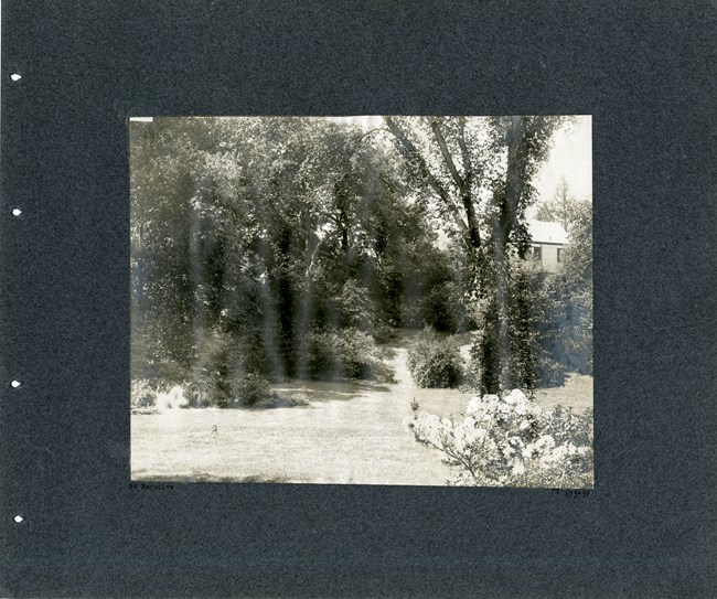 Grassy lawn area with one tree in the middle, others and shrubs on the edges