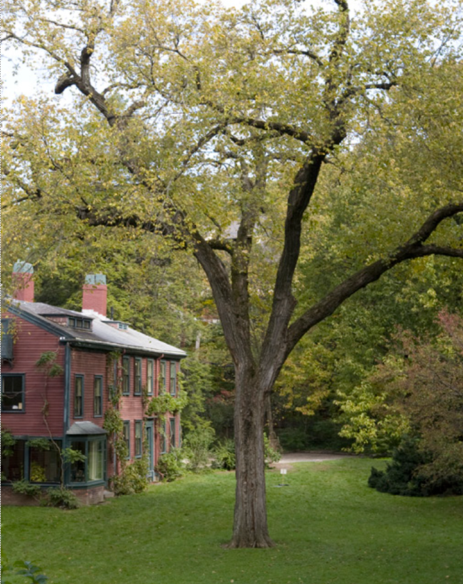 Large tree with leaves in the middle of a grassy area with a house next to it, and other trees and shrubs further away