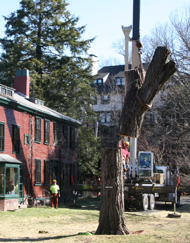 large tree in front of home being cut down using a crane