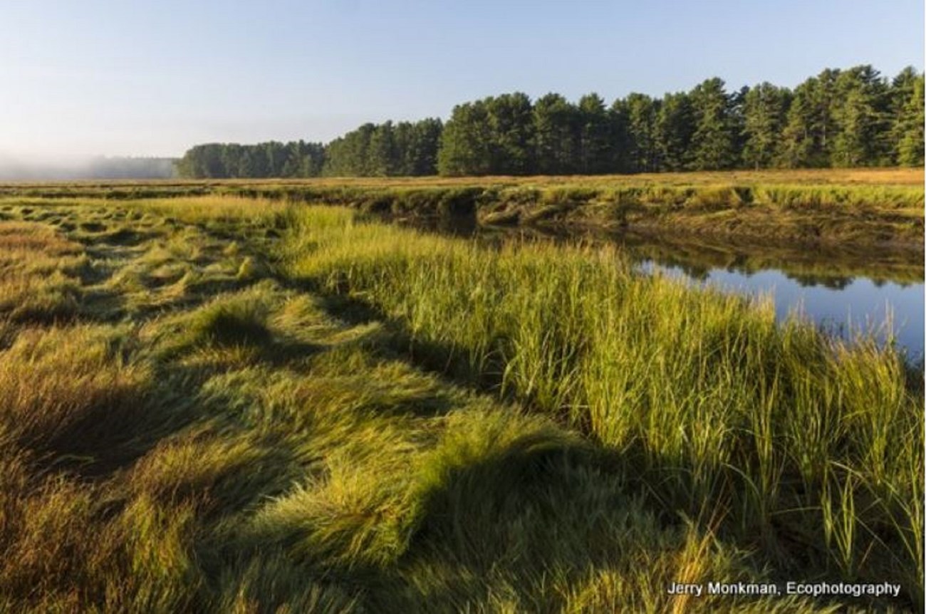 Estuaries create a wide range of special habitats, including fringing marshes, salt marshes, and tidal flats. The York River estuary and its salt marshes provide critical habitat for many fish and bird species. Photo Credit: Jerry Monkman, Ecophotography.