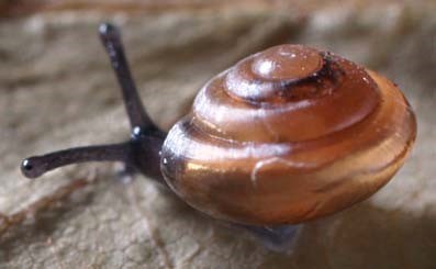 Euconulus species, a land  mollusk