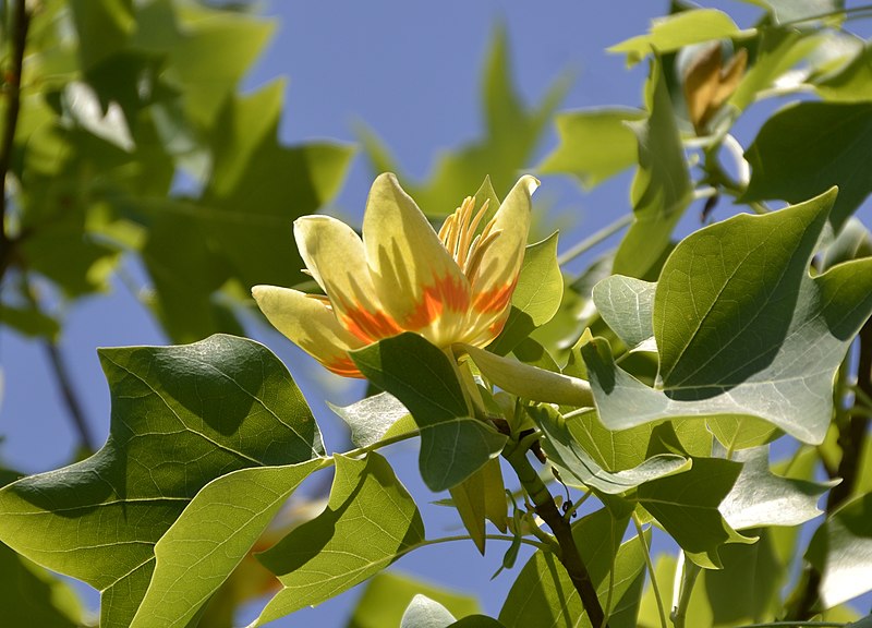 Pale yellow and pink flower surrounded by Tuliptree leaves.