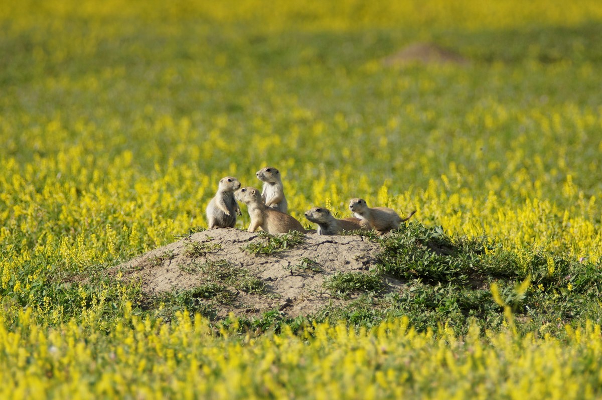 black-tailed-prairie-dogs-u-s-national-park-service