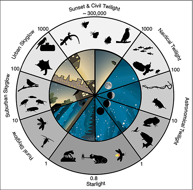 Inner circle with 10 scenes of different artificial and natural night sky brightness levels, from sunset and urban skyglow to astronomical twilight and starlight. Icons of animals that respond to the different levels fill an outer circle.
