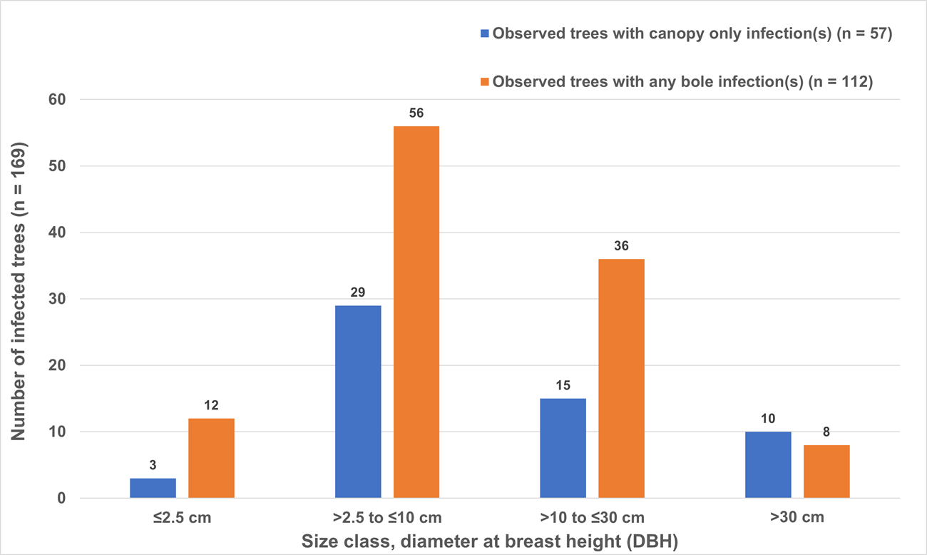 Bar chart showing that most infected trees are in the 2.5 to 10 cm dbh class.