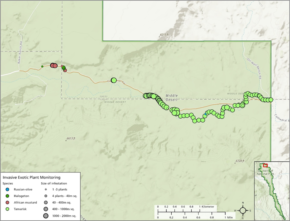 Map showing locations and patch sizes of four invasive plant species along Cathedral Valley Road in Capitol Reef National Park.