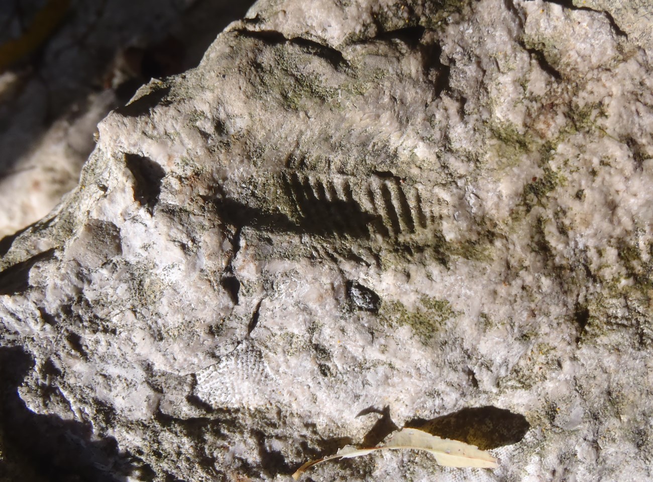 Paleontology of Ohio Coral Reef (Falls of the Ohio) National Natural ...