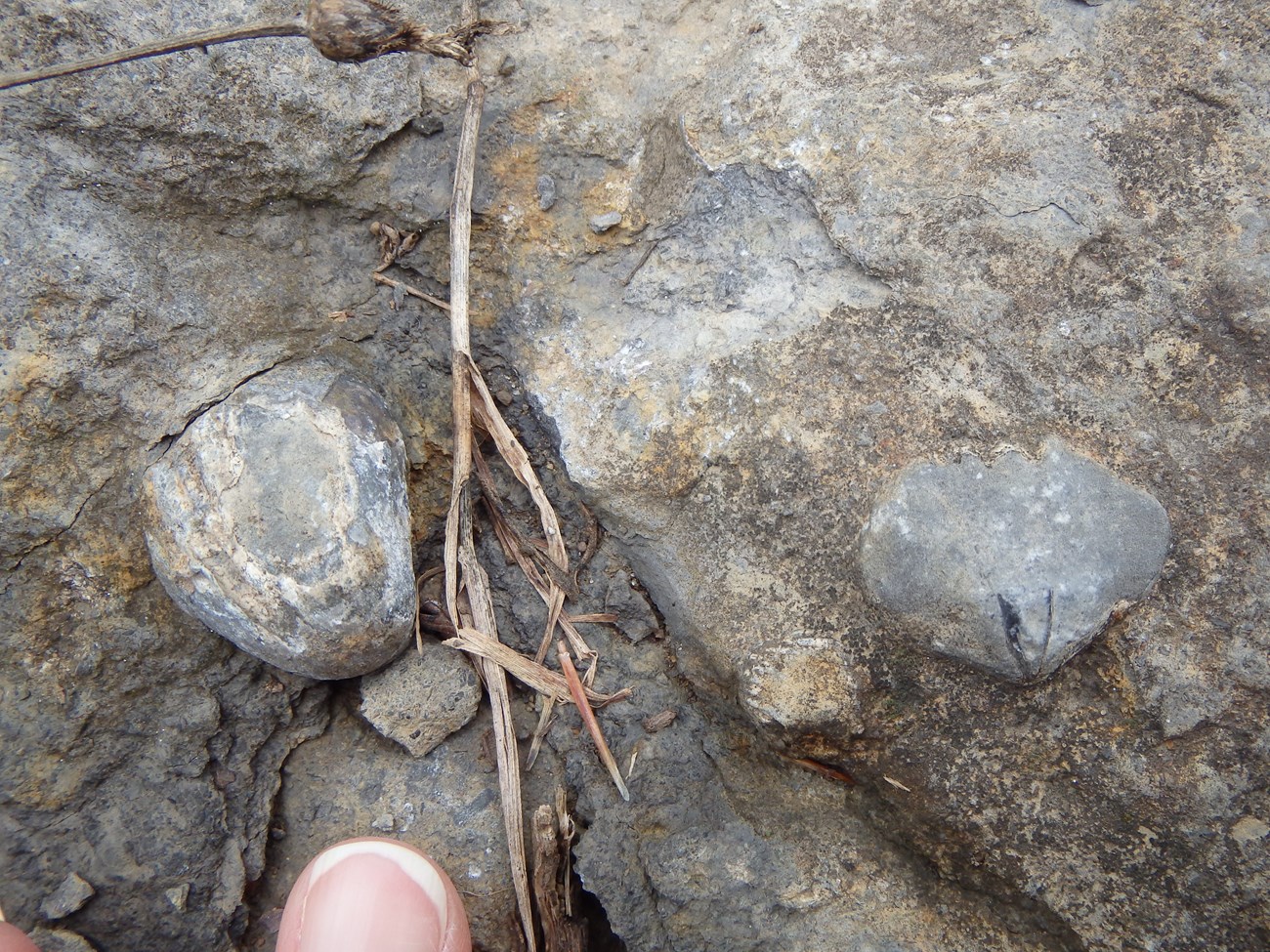 Photo showing detail of geologic outcrop.