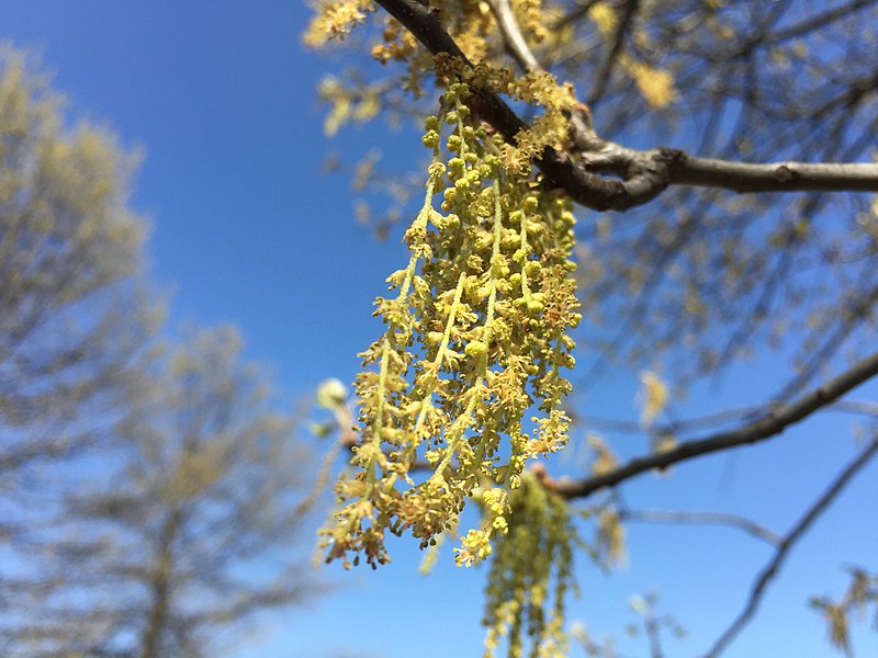 yellow flowers draped over a branch