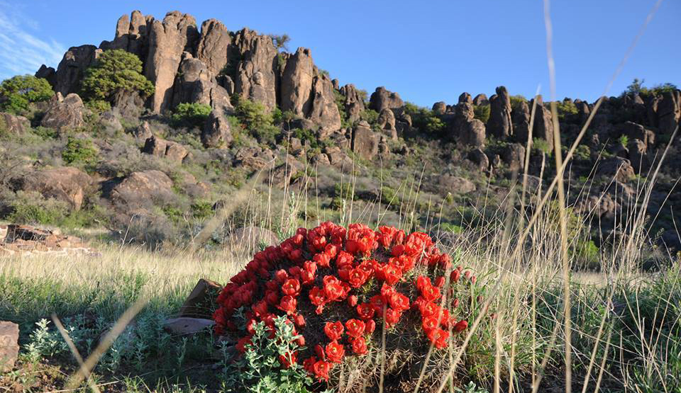 Bright red flowers covering a small cactus clump on the valley floor below sheer rock faces on a mountain.