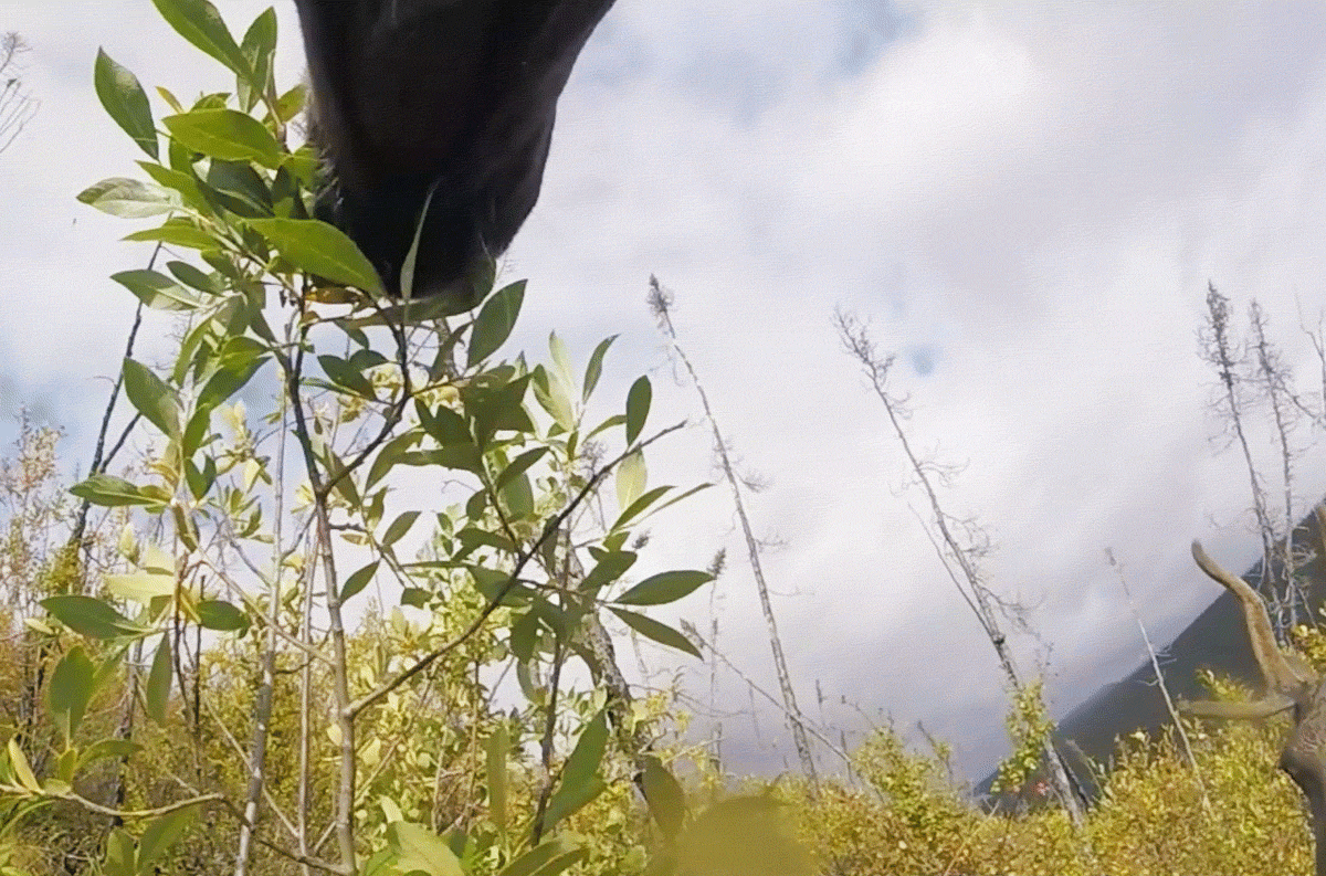 Looping 2 second clip of looking up at a caribou chewing willow leaves as it lowers and raises its head, taking another mouthful. In the lower right corner of the frame, there's another caribou with antlers munching on a different willow branch.