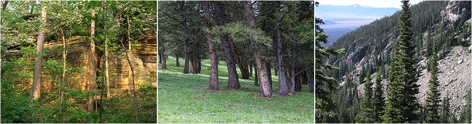 Three images showing deciduous and coniferous trees in forests.